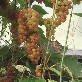 Seedless Grape : SOMERSET   1 year old vine