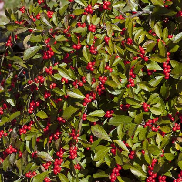 Winterberry Holly : RED SPRITE 30-45cm (12-18") (Female)