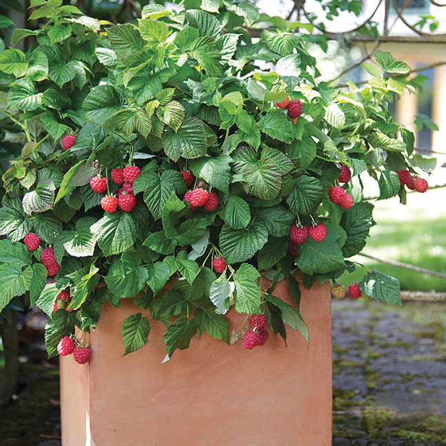 Raspberry Red : RASPBERRY SHORTCAKE® 2 gallon pot (Summer Bearing)