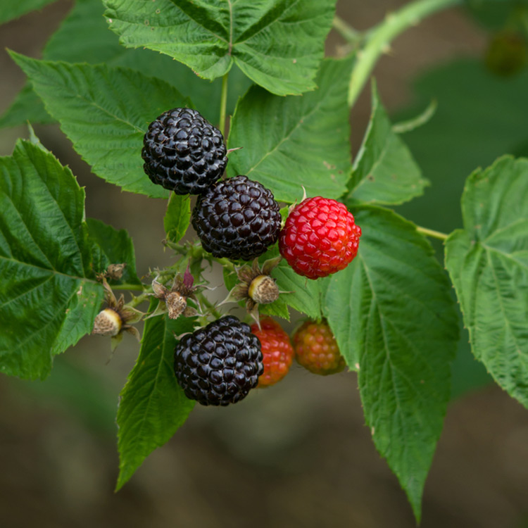 Raspberry Black : PEQUOT LAKES  9cm (3¼") pot