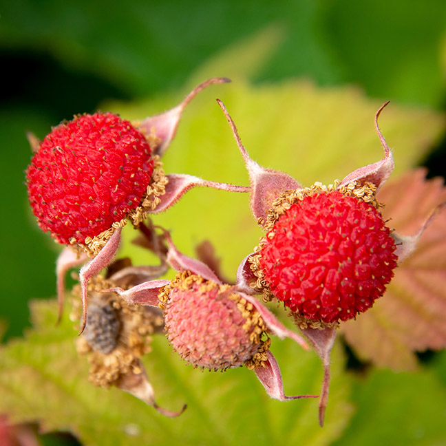 Raspberry Red : THIMBLEBERRY 9cm (3¼") pot (Summer Bearing)