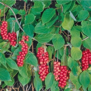 Schisandra Vine : EASTERN PRINCE™  2 year old vine