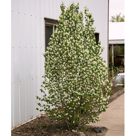 Saskatoon Berry : STANDING OVATION™ SERVICEBERRY  45-60cm  (18-24")