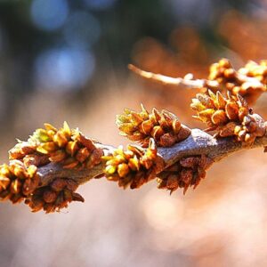 Sea Buckthorn : BILLY BOY  1 year old plant (Male)