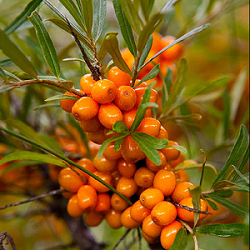 Sea Buckthorn : SEEDLING 45-75cm  (18-30") plant