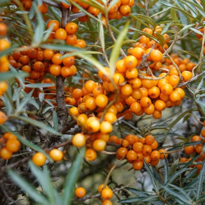 Sea Buckthorn : PRAIRIE SUNSET   1 year old plant  (Female)