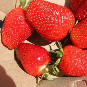 Strawberry : AAC EVELYN bare root plant