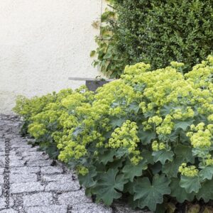 LADY'S MANTLE 1 gallon pot