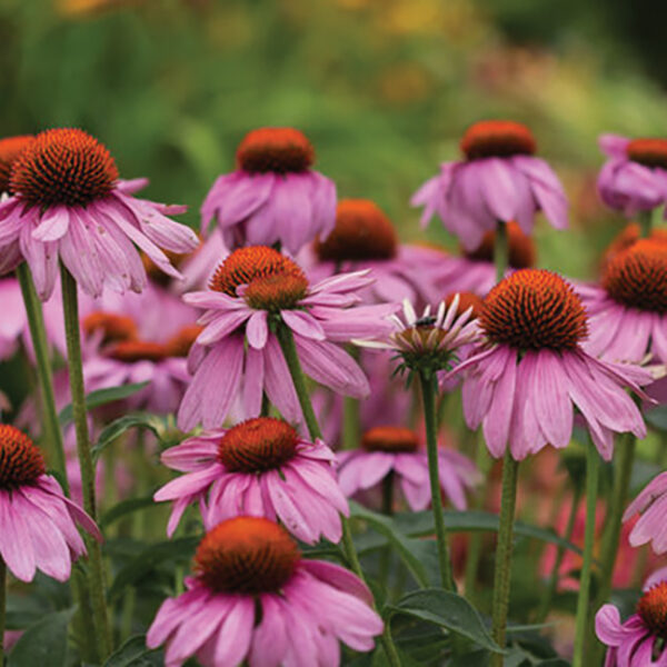 Cone Flower : POWWOW® WILD BERRY  1 gallon pot