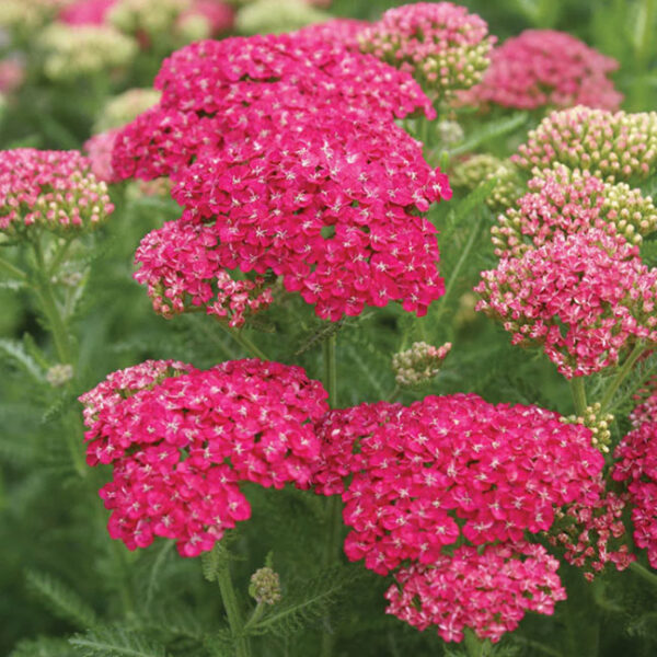 Yarrow : SAUCY SEDUCTION  1 gallon pot