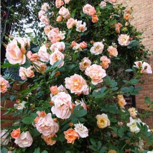 Climbing Rose : ABOVE AND BEYOND™  2 year, #1½  grade  On Own Root