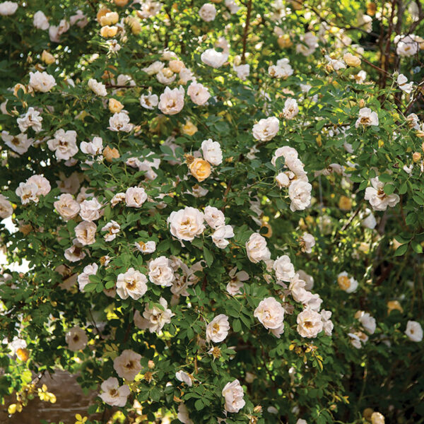 Climbing Rose : ABOVE AND BEYOND™  2 year, #1½  grade  On Own Root - Image 4