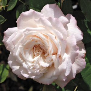 Shrub Rose : BELINDA'S BLUSH™ 2 year, #1 grade Grafted