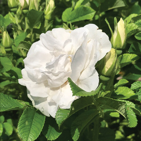 Hybrid Rugosa Roses : BLANC DOUBLE DE COUBERT  2 year, #1 grade  On Own Root