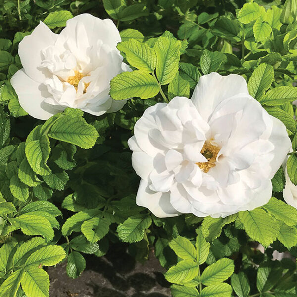 Hybrid Rugosa Roses : BLANC DOUBLE DE COUBERT  2 year, #1 grade  On Own Root - Image 2