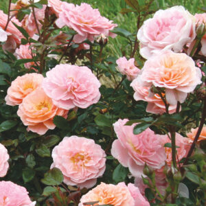 Groundcover Rose : APRICOT DRIFT 2 year, #1 grade  Grafted