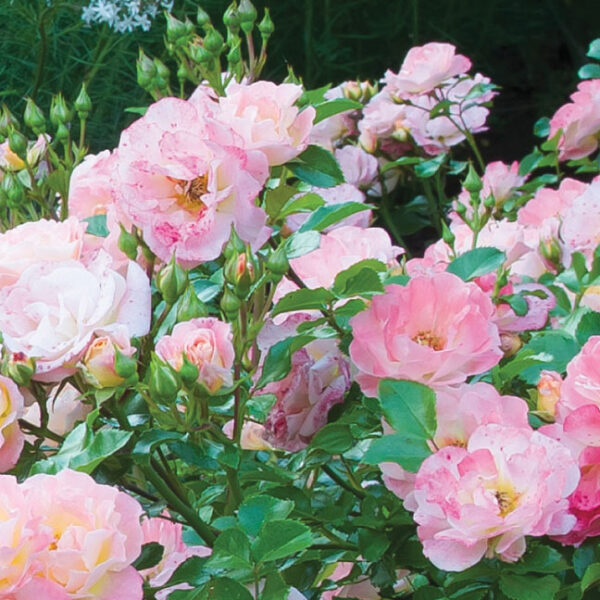 Groundcover Rose : PEACH DRIFT 2 year, #1 grade  Grafted