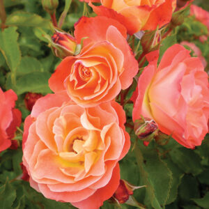 Easy Elegance® Shrub Rose : CORAL COVE  2 year, #1 grade  On Own Root