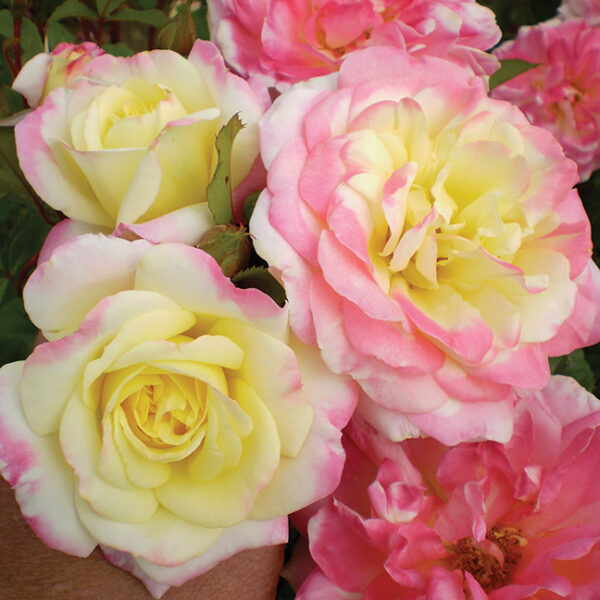 Easy Elegance® Shrub Rose : MUSIC BOX  2 year, #1 grade  On Own Root