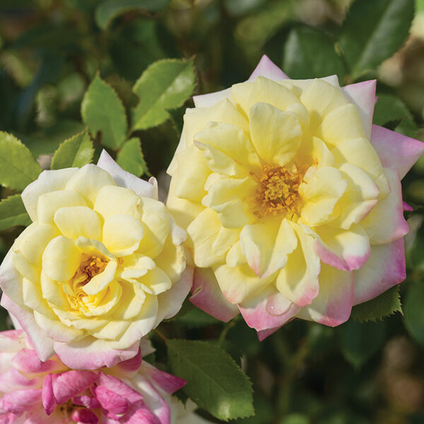 Easy Elegance® Shrub Rose : MUSIC BOX  2 year, #1 grade  On Own Root - Image 2