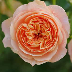 Edible Rose : FLAVORETTE® HONEY-APRICOT 2 year, #1 grade  On Own Root