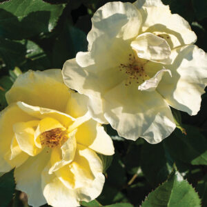 Shrub Rose : EASY BEE-ZY™KNOCK OUT® 2 year, #1 grade Grafted