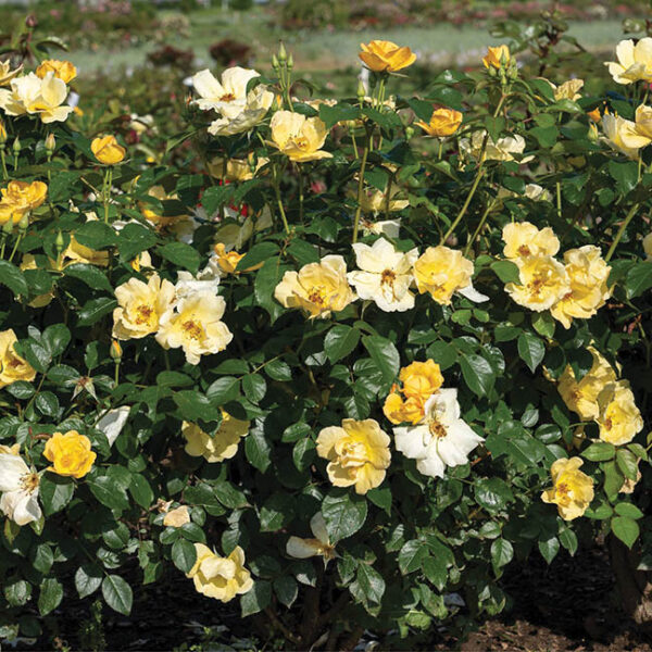 Shrub Rose : EASY BEE-ZY™KNOCK OUT® 2 year, #1 grade Grafted - Image 2