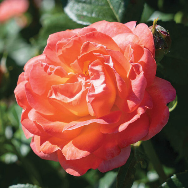 Shrub Rose : ORANGE GLOW™ KNOCK OUT®  2 year, #1 grade  Grafted