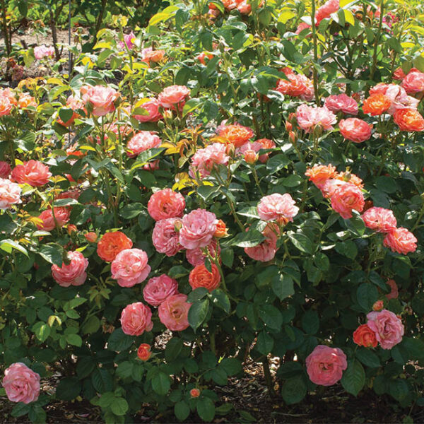 Shrub Rose : ORANGE GLOW™ KNOCK OUT®  2 year, #1 grade  Grafted - Image 2