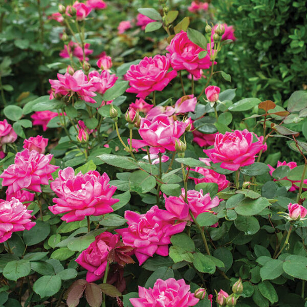 Shrub Rose : PINK DOUBLE KNOCK OUT®  2 year, #1 grade  Grafted - Image 2