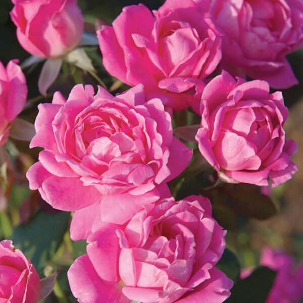 Shrub Rose : PINK DOUBLE KNOCK OUT®  2 year, #1 grade  Grafted