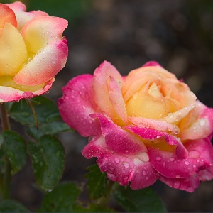 Hybrid Tea Rose : LOVE & PEACE® 2 year, #1½  grade  On Own Root