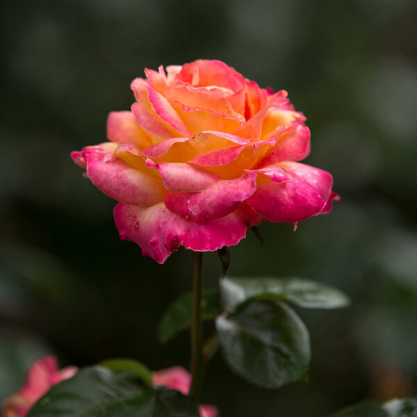 Hybrid Tea Rose : LOVE & PEACE® 2 year, #1½  grade  On Own Root - Image 3