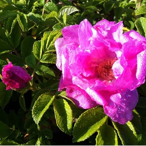 Hybrid Rugosa Roses : FOXI PAVEMENT  2 year, #1 grade  On Own Root