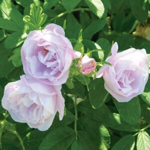 Hybrid Rugosa Roses : SNOW PAVEMENT (SCHNEEKOPPE) 2 year, #1 grade  On Own Root