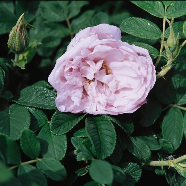 Hybrid Rugosa Roses : SNOW PAVEMENT (SCHNEEKOPPE) 2 year, #1 grade  On Own Root - Image 2