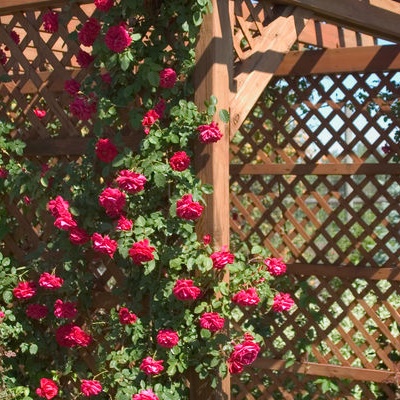 Climbing Rose : RAMBLIN' RED ®  2 year, #1 grade  On Own Root