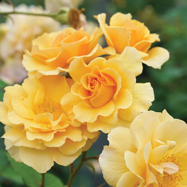 Climbing Rose : RISE UP AMBERNESS®  2 year, #1 grade  On Own Root