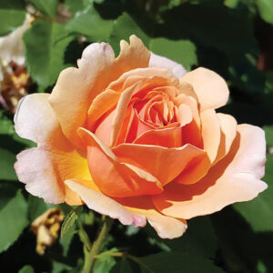 Shrub Rose : SONNENWELT™ 2 year, #1 grade  Grafted