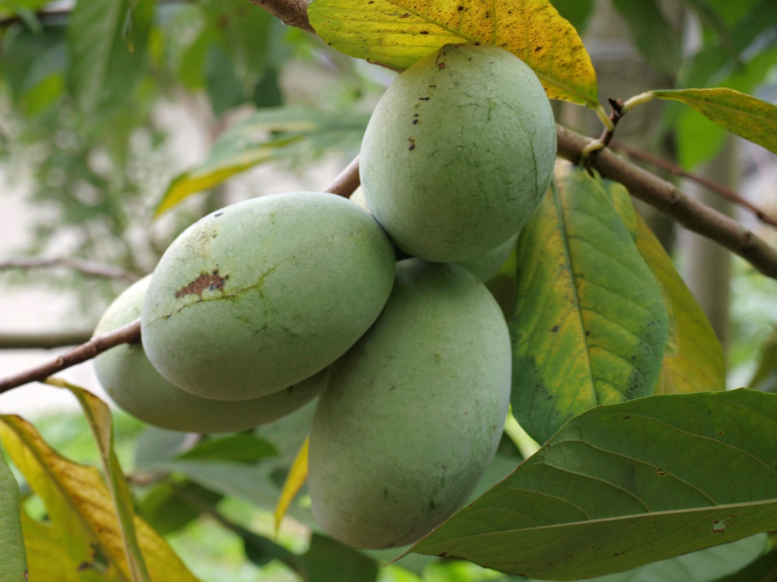 PA Golden Pawpaw Fruit