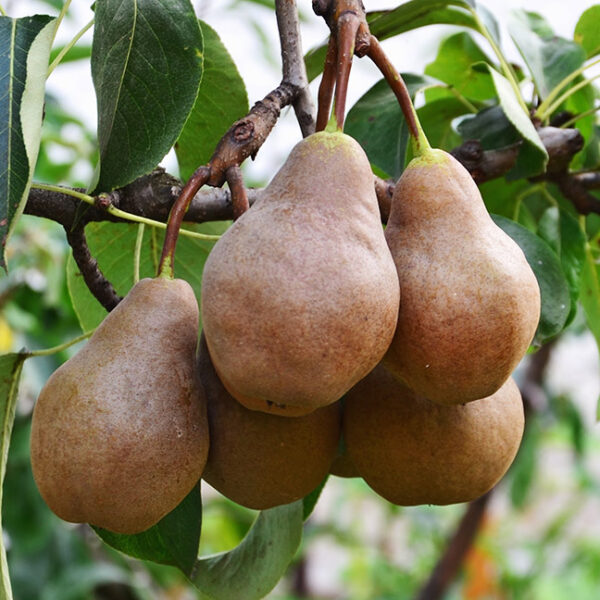 European Pear : BOSC Semi-Dwarf (OHxF333) (Orchard Grade)