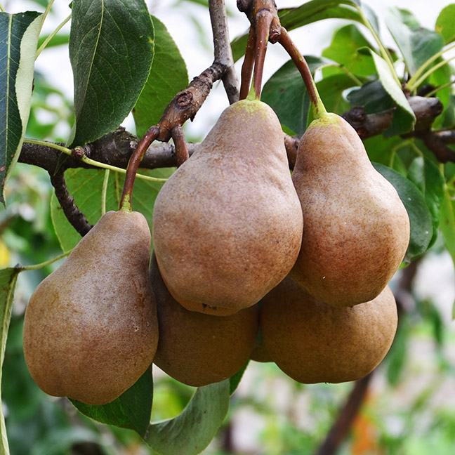 European Pear : BOSC Semi-Dwarf (OHxF333) (Orchard Grade)