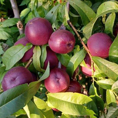 Nectarine : HARKO Semi-Dwarf (Bailey)  (Orchard Grade)