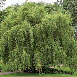 Willow : GOLDEN CURLS  90-180cm  (3-6')  On Own Root 