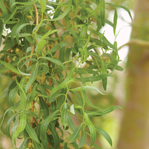 Willow : GOLDEN CURLS  90-180cm  (3-6')  On Own Root  - Image 2