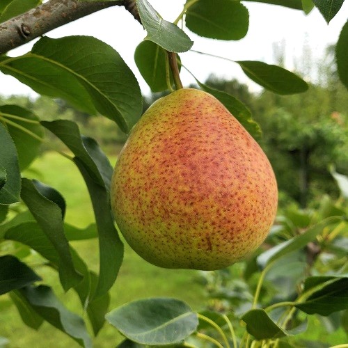 European Pear : SUMMERCRISP  Semi-Dwarf   (OHxF333) (Orchard Grade)