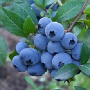 High Bush Blueberry : NELSON 1 gallon pot