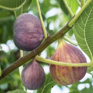 Fig : CHICAGO HARDY 1 gallon pot