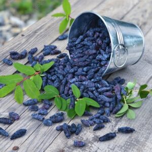 Haskap : BOREAL BLIZZARD  30-45cm (12-18") plant   4" pot  reg $26.95