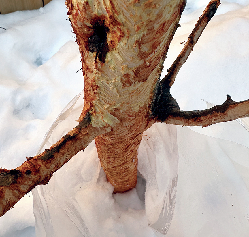 A tree heavily damaged from Rabbit chewing the bark